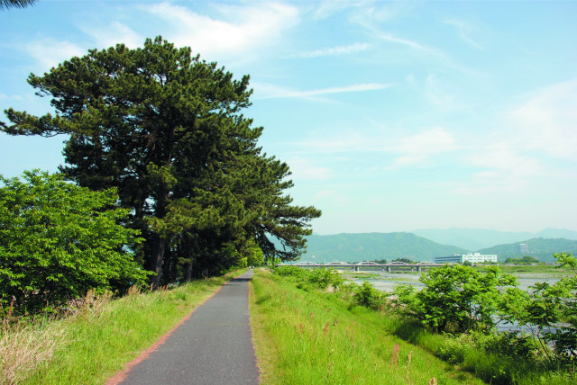 二宮尊徳ゆかりの松並木【小田原市】
